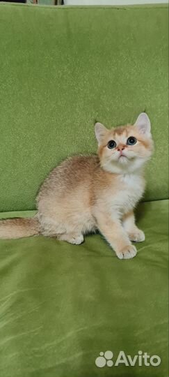 Золотые детки