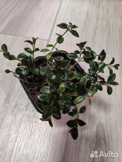 Нематантус Грегариус (золотая рыбка)