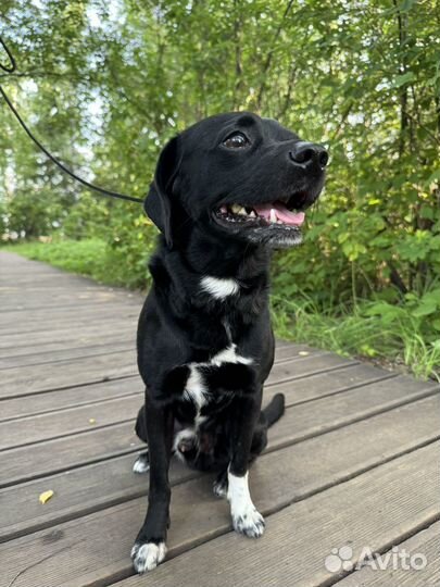 Собака в добрые руки