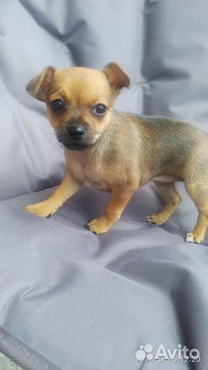 Той-терьер щенки