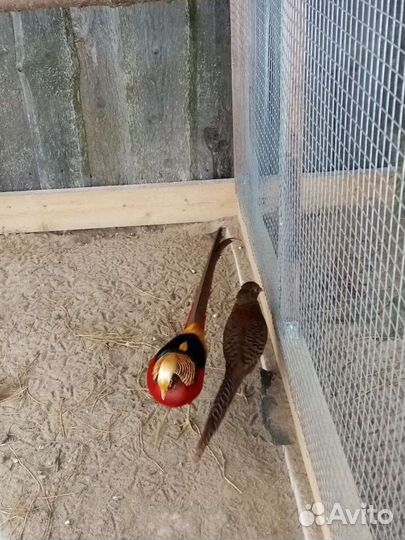 Инкубационное яйцо фазана