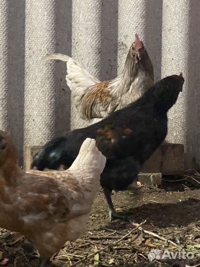 Петухи Лакеданьзи