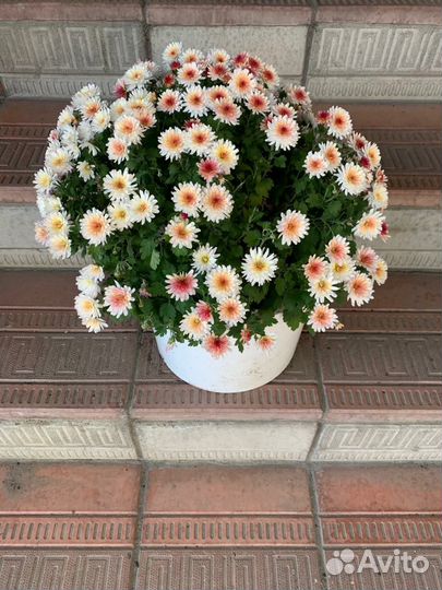 Бегония беликония