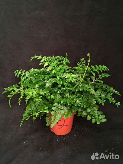 Папоротник асплениум парвати 12/30