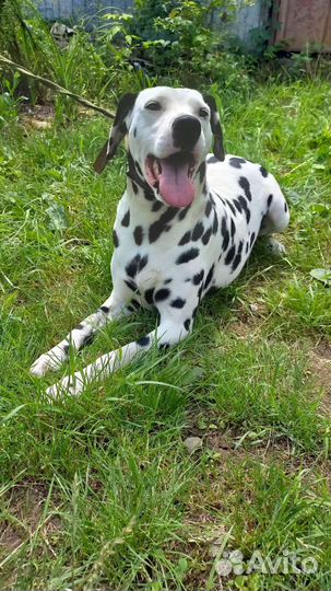 Метис далматина, общительная девочка