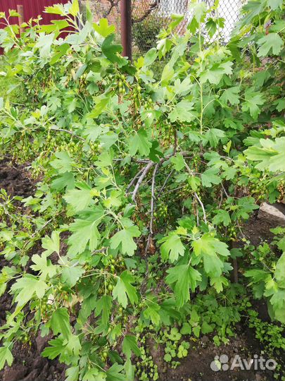 Саженцы черной смородины