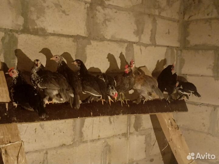 Карликовые петушки