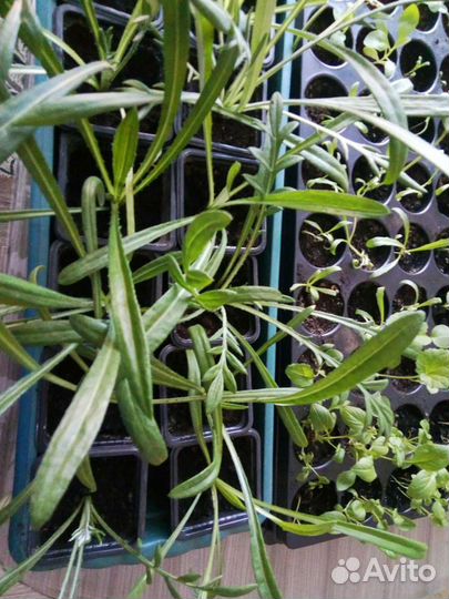 Рассада капусты,сорта ранние,средние,поздние