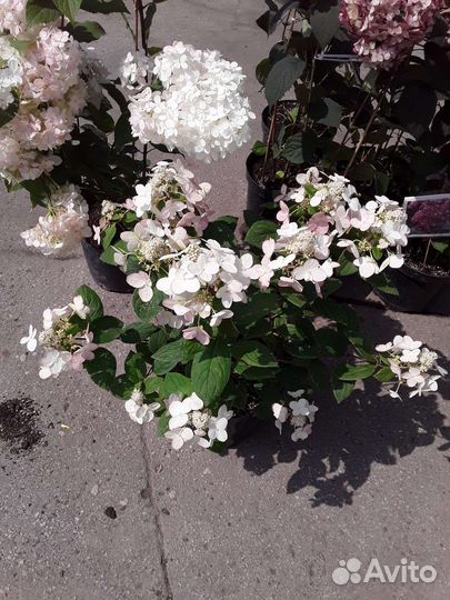 Гортензии