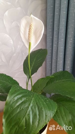 Комнатные растения