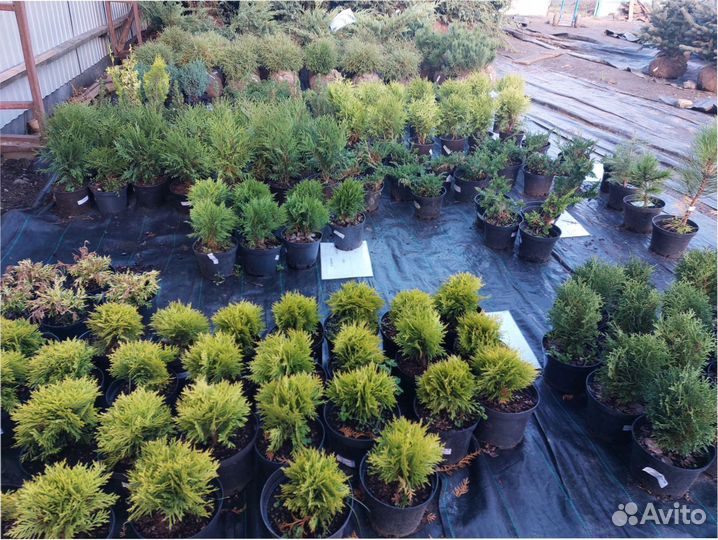 Саженцы ель туи s смарагд сосна кедр можжевельник