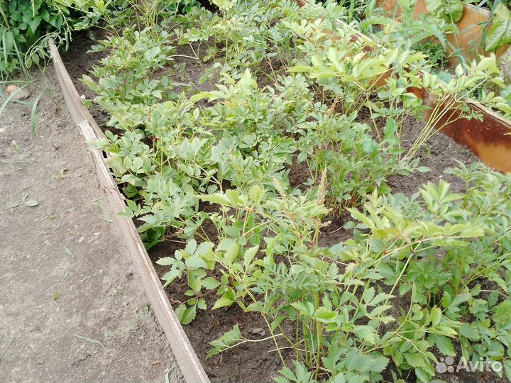 Астильба низкорослая