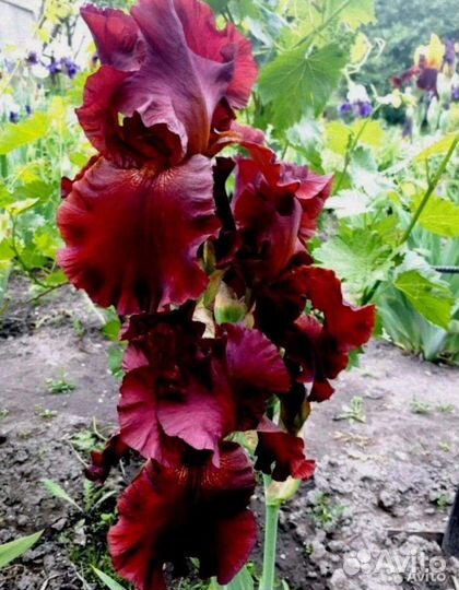 Многолетние растения