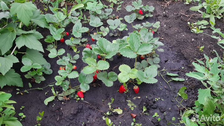 Кабрило сорт клубники