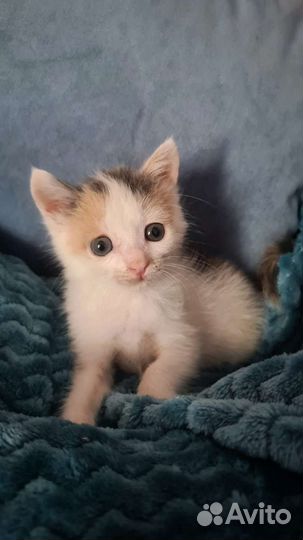 Котенок в дар