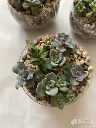 Мини садик из суккулентов