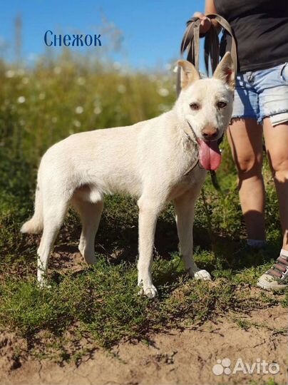 Маша и Снежок небольшие собачки