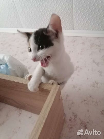 Котята в добрые руки бесплатно