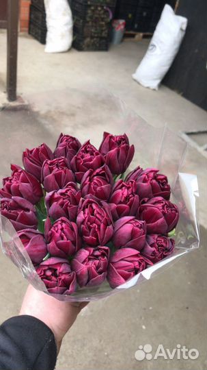 Тюльпаны оптом сорт world bowl