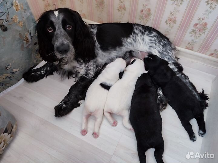 Русский охотничий спаниель щенки
