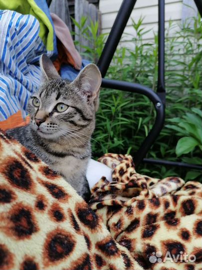 Кошка в дар