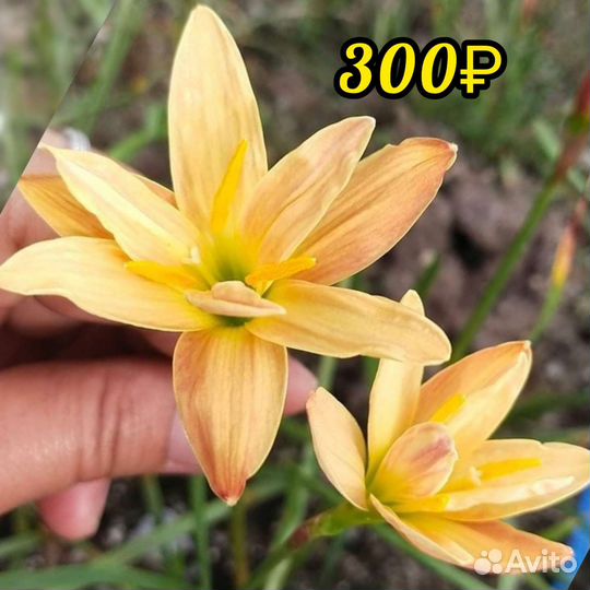 Зефирантес сортовой