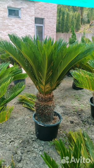 Пальма саговник Цикас
