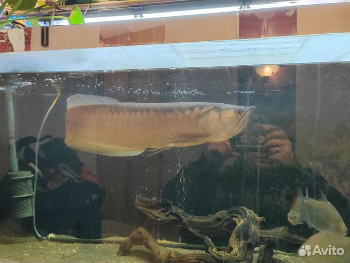 Арована Серебряная 50+см