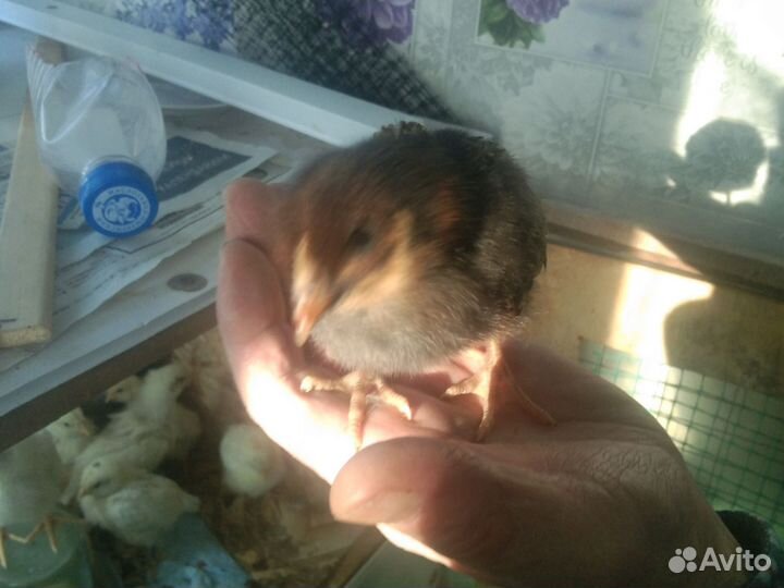 Цыпок помесных