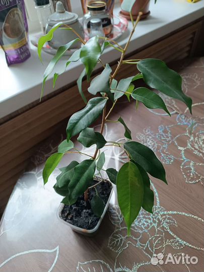 Фикус бенджамина