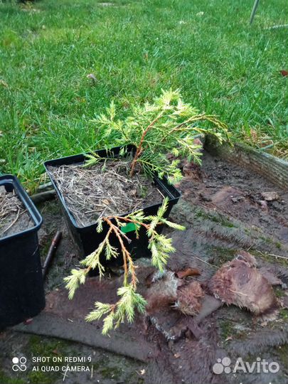 Туя брабант, туевик, Хосери - шарик, голд стар