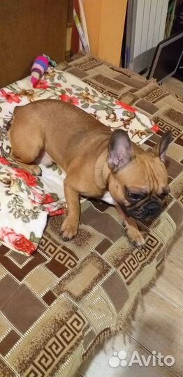 Французский бульдог кабель вязка