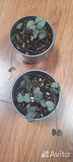 Калатея,ктенанта,циропегия,драцена,филодендрон