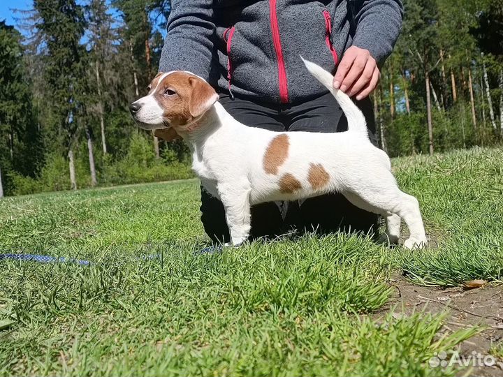 Джек Рассел терьер девочка