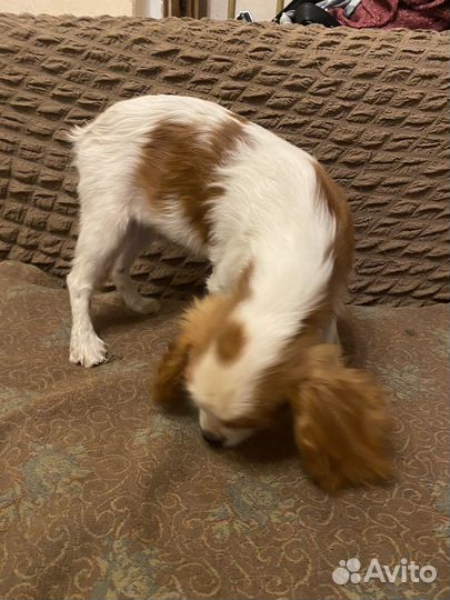 Кавалер Кинг Чарльз спаниель