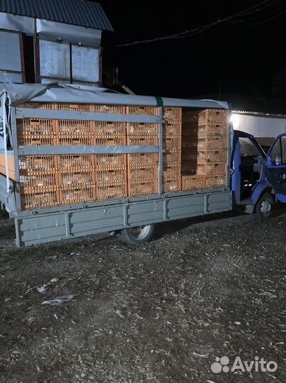 Доставка живой птицы