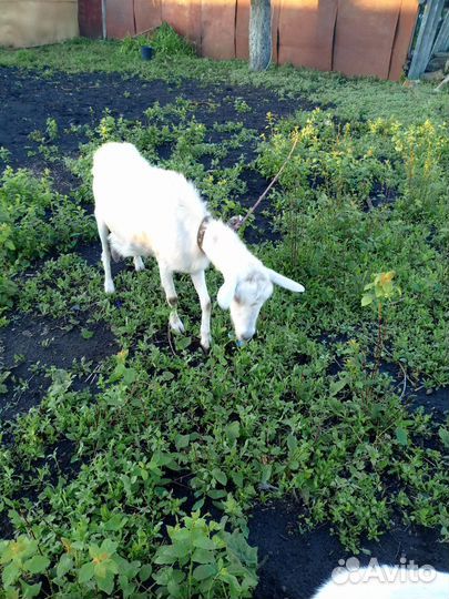 Коза дойная