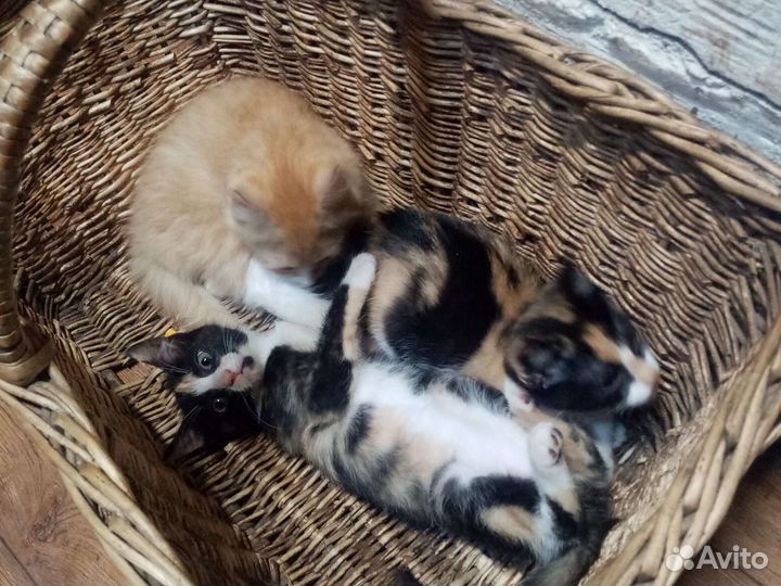 Котята в добрые руки