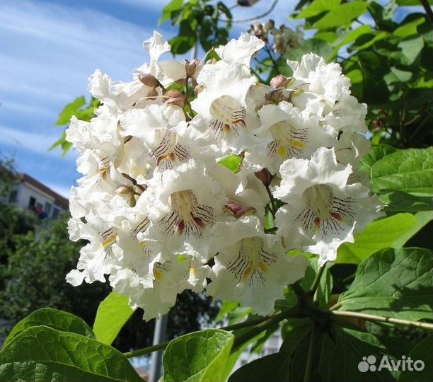 Саженцы катальпы
