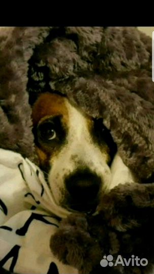 Вязка Джек Рассел