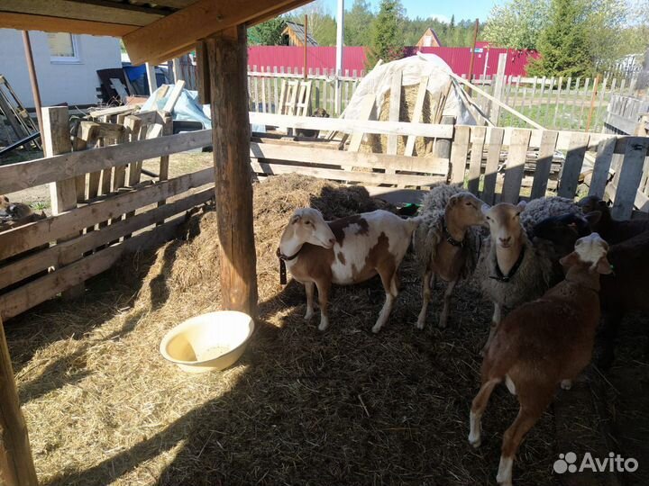 Катумский баран