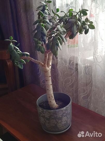 Денежное дерево