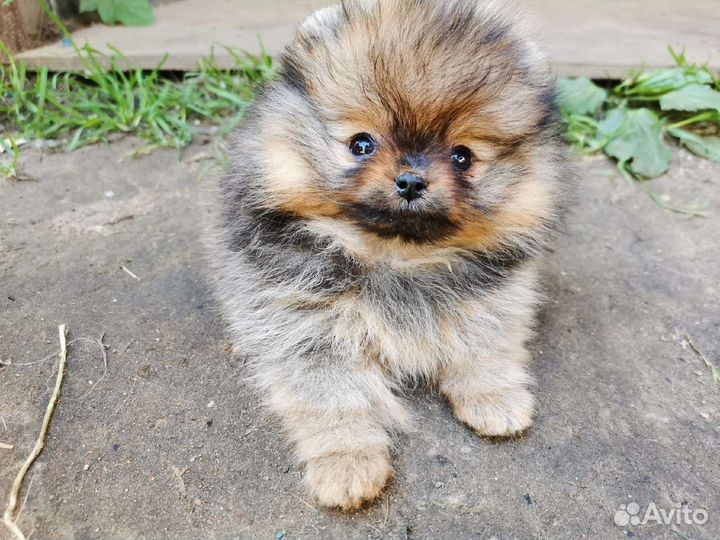 Померанский шпиц вязка