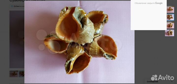 Сувенир ракушки