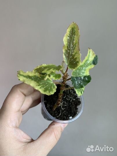 Бегонии разные