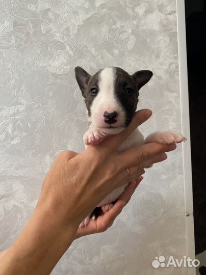 Миниатюрный бультерьер щенки