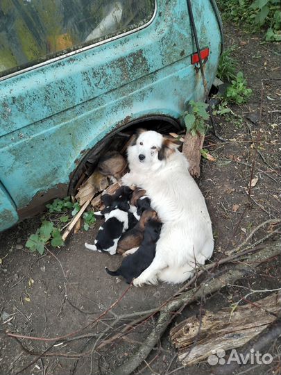 Собака в добрые руки отдам бесплатно щенки