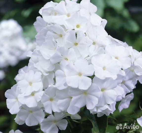 Флокс многолетний