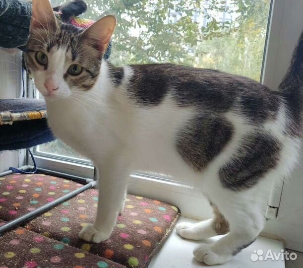 Кошечка Зоечка