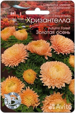 Хризантелла